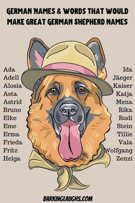 Cool German Names For A German Shepherd Name Your Gsd With This List