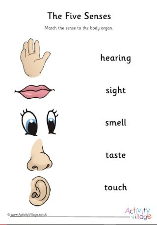 senses worksheet