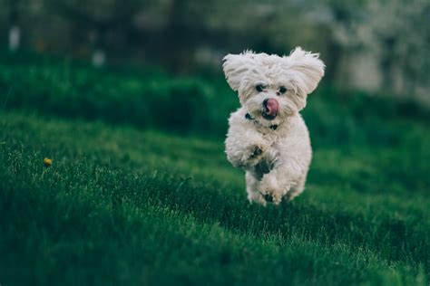 Running Dog Pictures Download Free Images On Unsplash