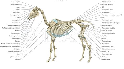 Anatomia De Un Perro Huesos Veterinaria Online