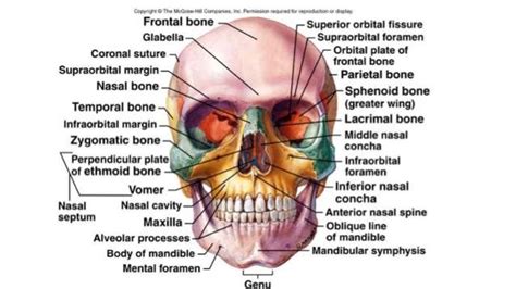 206 Bones of the body diagram | Healthiack