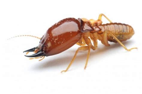 Termites Drywood Vs Subterranean Horn Pest Management
