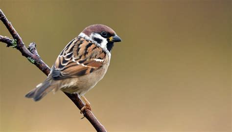 Sparrow And Finch Differences Sciencing