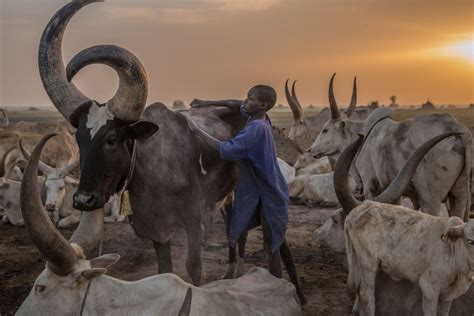 Photographer Captures Beauty Of Dinka People South Sudans Cattle Keepers Anews