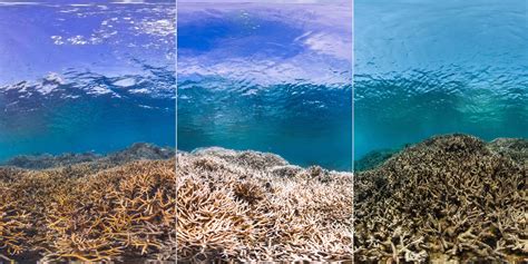 What Would Happen If There Were No Coral Reefs — The Reef World