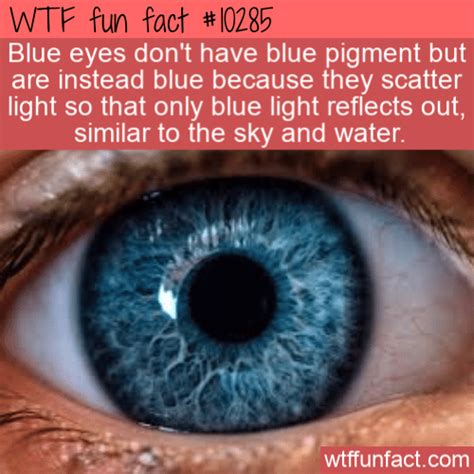 Blue Eyes Facts