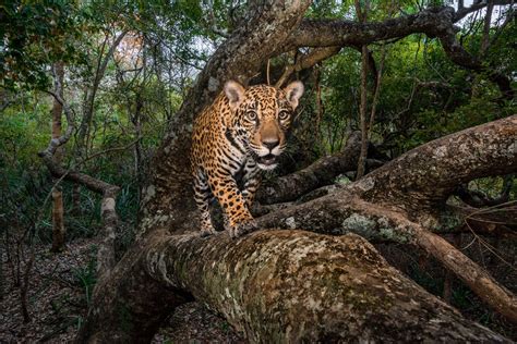 Ягуары призрачные видения Амазонии — National Geographic Россия
