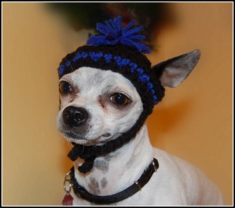 Posh Pooch Designs Dog Clothes Basic Chihuahua And Small Dogs Beanie