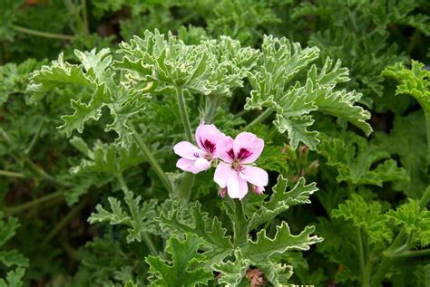 How To Plant And Grow Scented Geranium