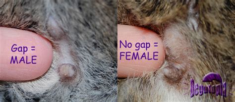We've drawn inspiration from food and pop culture to make sure you have your pick of every type of. Sexing Degus Guide