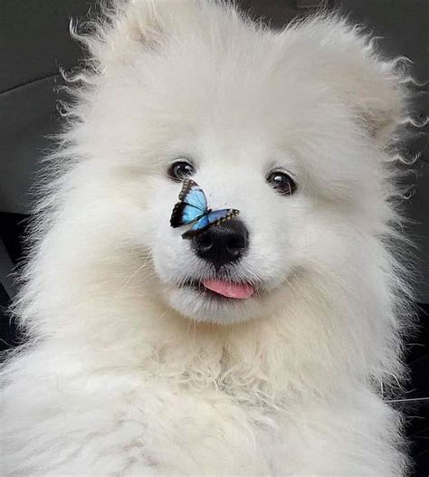 Samoyed Stories 🐾 On Instagram Alekko Butterflies On Nose Means