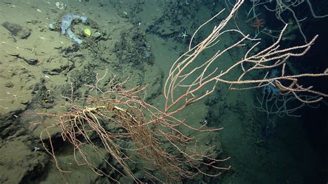 Noaa Ship Okeanos Explorer Northeast Us Canyons Expedition 2013 A