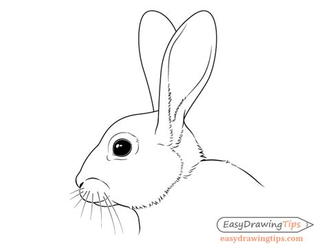 How To Draw A Rabbit Step By Step Tutorial Easydrawingtips