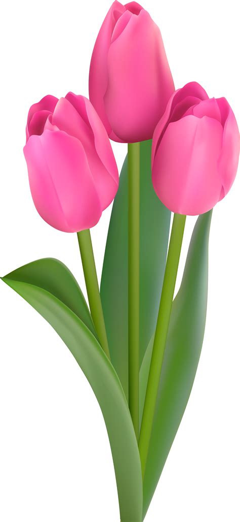 Beautiful Tulips Flowers Pink Tulip Png Transparent Clipart Image My