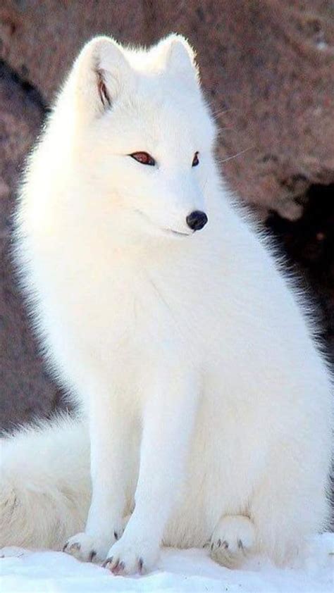 Snow White Arctic Fox Carnivora Arctic Fox Vulpes Lagopus Canidae