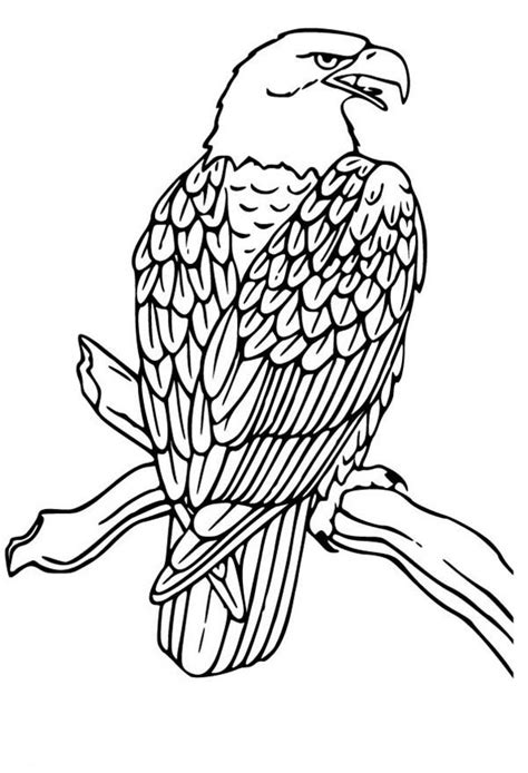 Pick a color for your own unique bird with bald eagle coloring pages! American Bald Eagle Drawing at GetDrawings | Free download