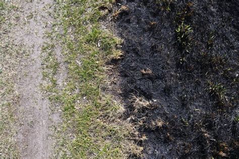 Burnt Grass After Meadow Fire Black Surface Of The Rural Field With A