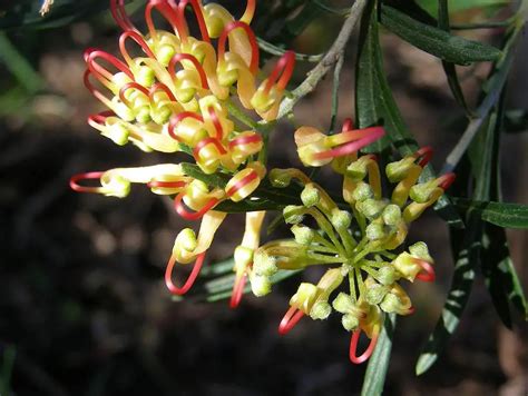 Native Flora Of Australia Australian Wildlife