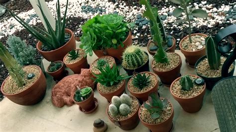 Cactus and succulents should never be overwatered, the potting soil mixture needs to provide good drainage to help solve any overwatering problem. A tour of my succulents and cactus rock and pot garden ...