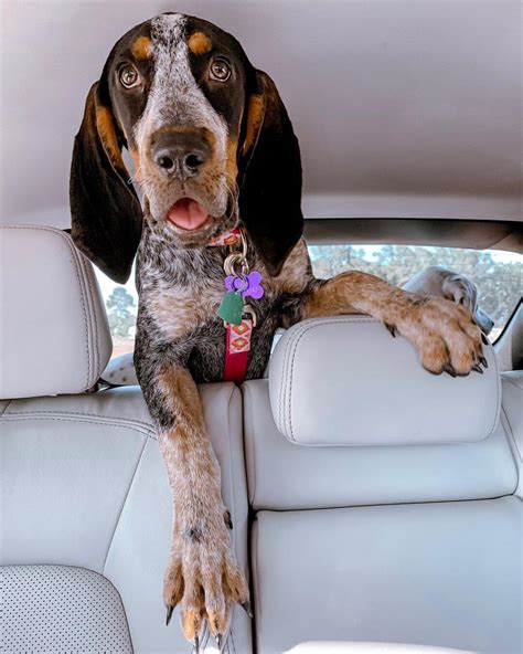 14 Pictures Only Coonhound Dog Owners Will Think Are Funny Page 4 Of