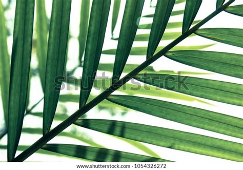 Green Leaf Sunlight Nature Texture Backgroundtree Stock Photo