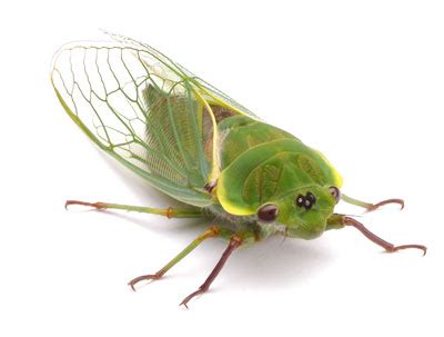 Cicada sounds in mp3 download for free and without registration. Untitled Page bugjournal.com