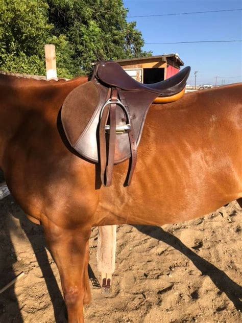 The Importance Of Saddle Placement Equine Ink