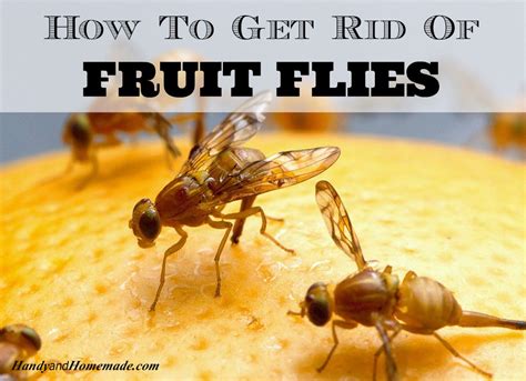 Other pest fruit flies include the mediterranean fruit fly (med fly) ceratitis capitata, an introduced organic fruit fly control © frances michaels. How To Get Rid Of Fruit Flies Fast And Naturally | Fruit ...