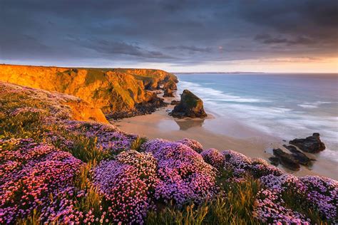 Purple Flower Field Coast Beach Flowers Sunset Hd Wallpaper