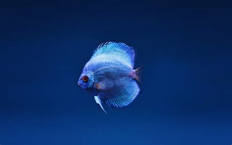 Blue Discus Fish Wallpaper 4k Hd Id4891