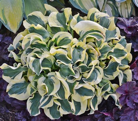 Also, make sure that the leaves look healthy, are shiny, and don't have any blemishes. Hosta 'Mini Skirt' - Flirty little miniature hosta, great ...