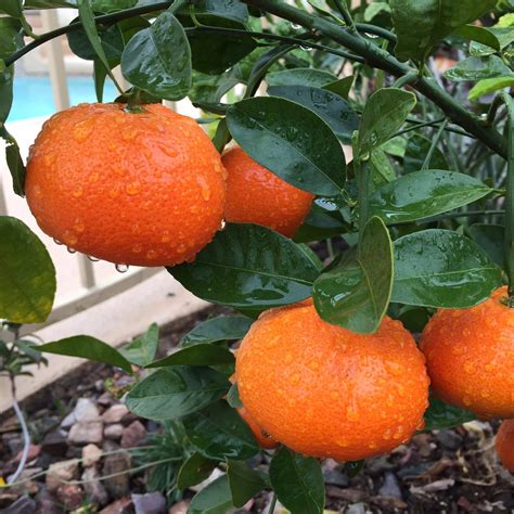 Tips For Growing Citrus Trees In Pots Growing Citrus Citrus Trees