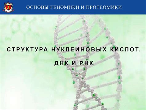 Структура нуклеиновых кислот. ДНК и РНК - презентация онлайн