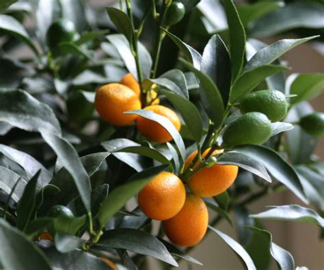 The age of the tree, too much nitrogen and water are the three main reasons for a fig tree not producing fruit. Fruit Trees - Home Gardening Apple, Cherry, Pear, Plum ...