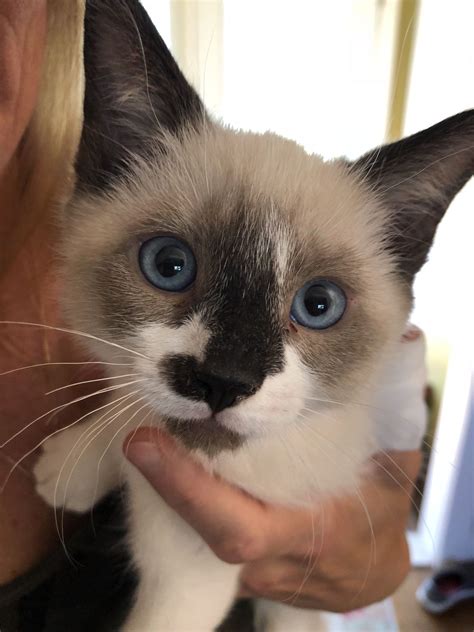 List of rescue cats and kittens available for adoption to good homes in the montreal, quebec, region. Adopt Sanoma on Petfinder | Cat adoption, Cute baby ...