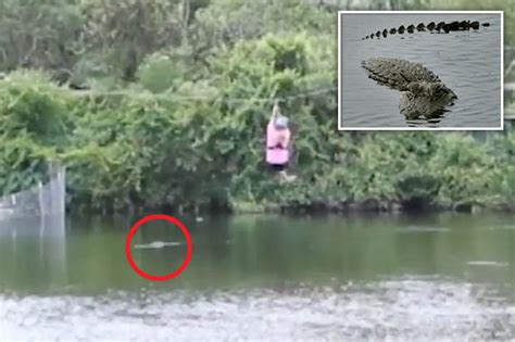 Alligator Attacks Woman On Zipline In Terrifying Florida Video Daily Star
