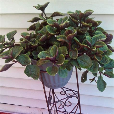 Get to know swedish ivy. Purple Plectranthus Plant | GrowJoy.com