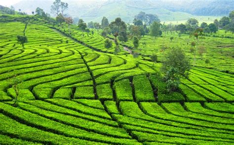 Pertanian, lapangan, dan tempat pemantauan indah. Kebun Teh Yang Indah di Jawa Barat | lais wisata