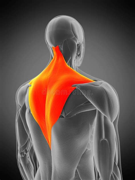 The Trapezius Muscle Stock Illustration Illustration Of Male 34164263
