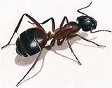 Carpenter Ants New Zealand