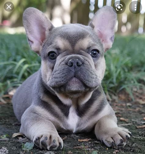 French Bulldog Art French Bulldog Puppies Cute Dogs And Puppies