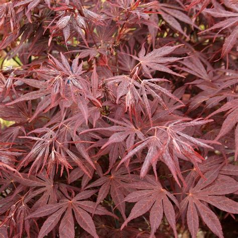Acer Atropurpureum Weeping Japanese Maple 100l Pot Hello Hello Plants And Garden Supplies