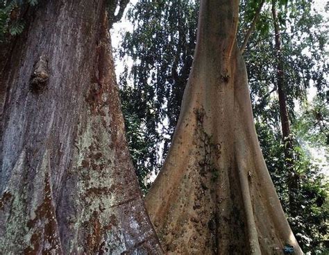 Kisah Pohon Jodoh Di Kebun Raya Bogor Okezone Lifestyle