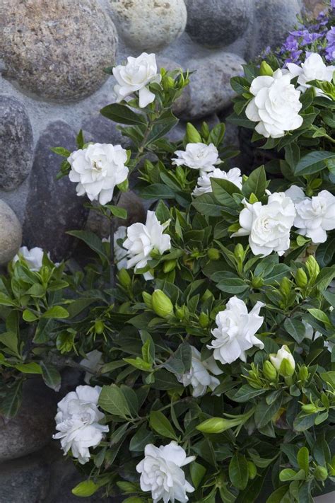 While gardenias are worth the fuss, they can be fussy. Cape Jasmine (Gardenia jasminoides) | Shade flowers ...