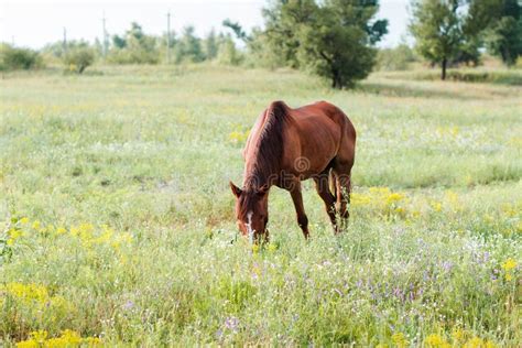 Brown Horse Eating Grass On The Field Stock Image Image Of Beautiful