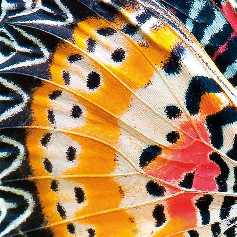 The Science Behind Natures Patterns Smithsonian