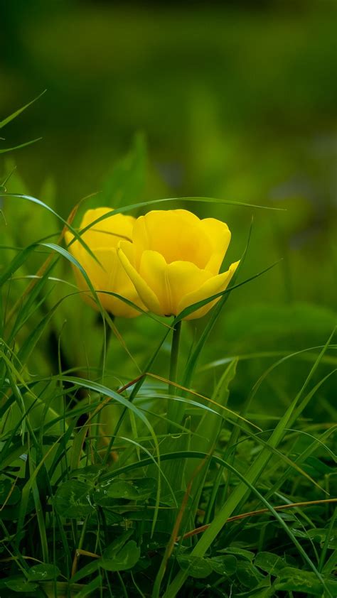 Download Wallpaper 720x1280 Tulip Grass Flower Flora Bloom Samsung Galaxy Mini S3 S5 Neo