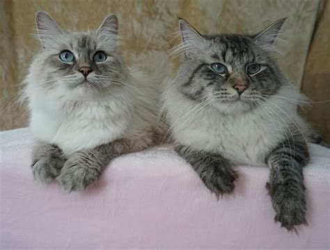 Explore 25 listings for siberian kittens for sale at best prices. Kittens For Sale - Siberian Cats