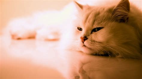 Cats Wallpaper ·① Download Free Hd Wallpapers Of Cats For Desktop