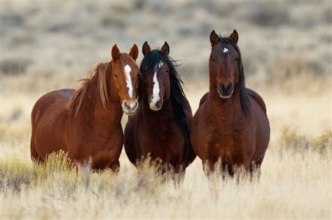 top   amazing horse breeds top ten lists